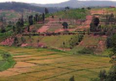 PROTOS in het Zuiden Project belicht: Integraal Waterbeheer en adaptatie/mitigatie in Ruterana De natte valleigronden van Ruterana in Rwanda kenden recent een ware transformatie.