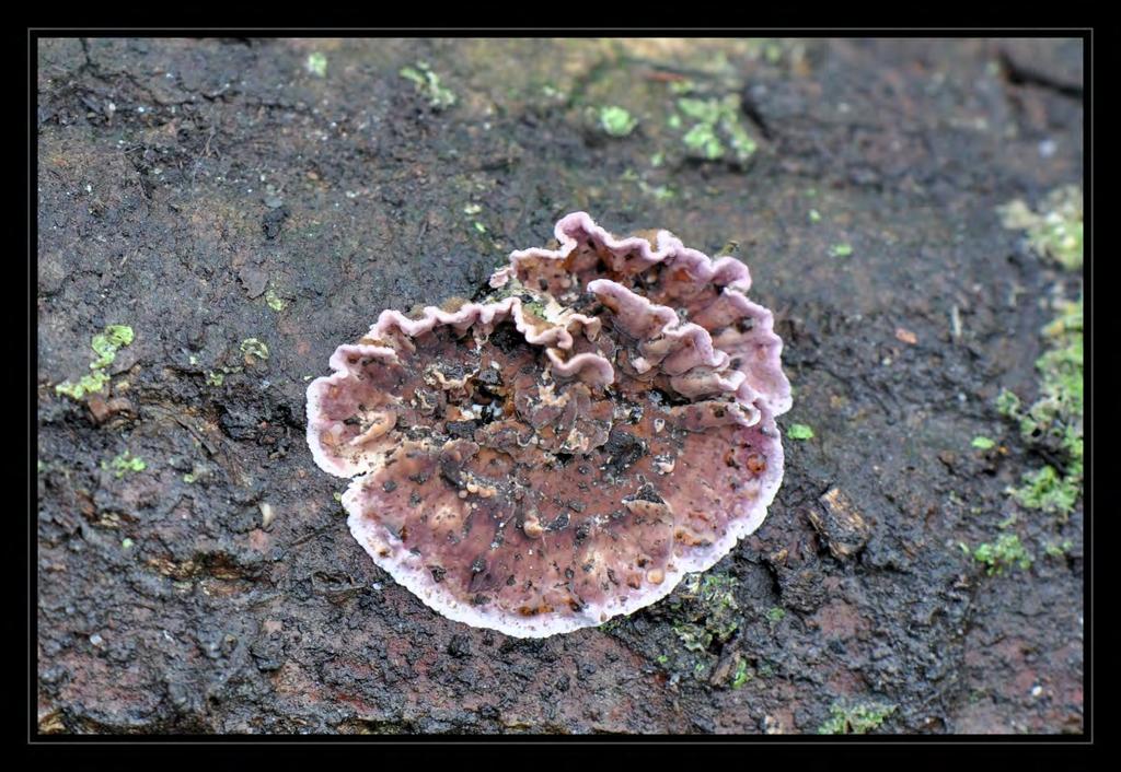 Korstzwammen, soms ook wel schorszwammen genaamd, is een verzamelnaam voor paddenstoelen met een sterk vereenvoudigd vruchtlichaam, meestal in de vorm van een korst of overtrek op dood of levend hout.