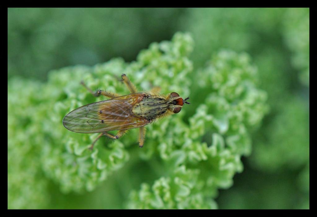 De gewone drekvlieg of ook wel strontvlieg genoemd is een kleine maar opvallend geelbruin behaarde vlieg. Ze worden niet groter dan 10 mm. De ogen zijn kenmerkend bruinrood of rood gekleurd.