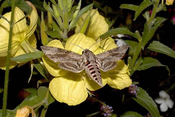 De meeste vlinders hebben een lange, zuigende roltong. Nachtvlinders Nachtvlinders zijn meestal s nachts actief.