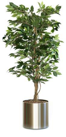 Zijden planten 0 0 Ficus Liana bont 0cm excl. sierpot Ficus met bont miniblad in kunststof pot, exclusief sierpot. Hoogte 0 cm.