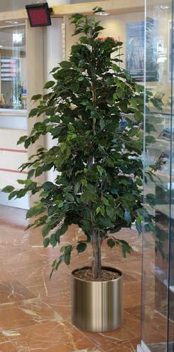 sierpot Ficus met bont miniblad in kunststof pot, exclusief sierpot. Hoogte 0 cm.