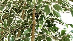 sierpot Ficus met groen blad geleverd in kunststof terracotta sierpot. Hoogte 0 cm. h 0 cm Ficus Benjamina groen 0cm incl.