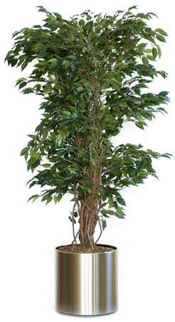 sierpot Ficus met bont blad in kunststof pot, exclusief sierpot. Hoogte 0 cm.