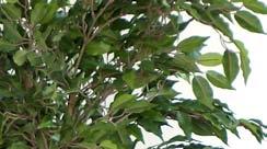 sierpot Ficus met bont miniblad geleverd in kunststof terracotta sierpot. Hoogte 0 cm. h 0 cm Ficus Liana bont 0cm incl.