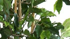 sierpot Ficus met groen miniblad geleverd in kunststof terracotta sierpot. Hoogte 0 cm. h 0 cm Ficus Liana groen 0cm incl.