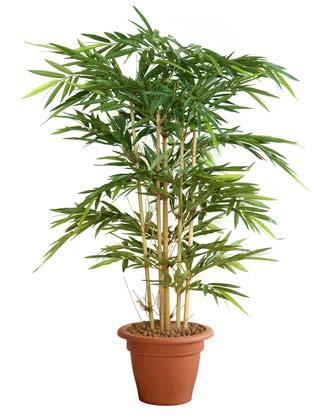 Hedera hangplant groen cm Hedera met groen blad. De plant wordt exclusief pot geleverd. Lengte cm.
