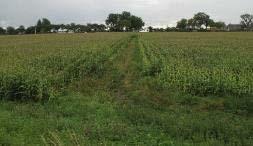 boven: deelgebied 1 bestaat uit vochtig grasland en een strook bos; zicht op vochtig grasland in