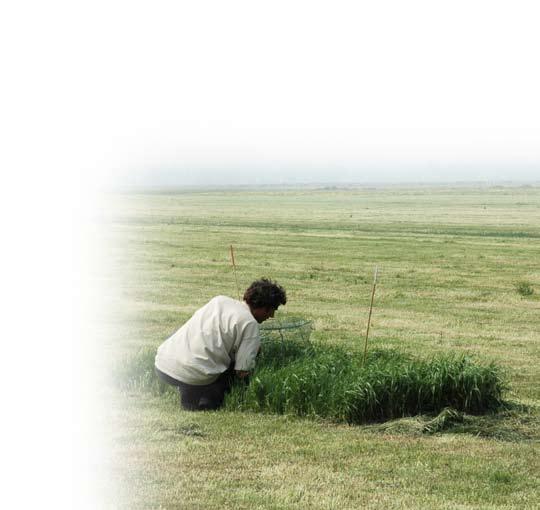 Aantal gevonden nesten per soort weidevogel 2004 2005 2006 Verschil met 2005 Kievit 1243 1477 1492 15 Grutto 177 213 217 4 Scholekster 78 114 96-18 Tureluur 71 65 117 52 Kluut 5 8 9 + Slobeend 2 6 8