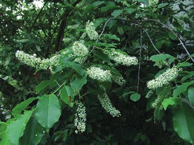 Reuzenbalsemien De plant komt voor in bossen, bosranden en uiterwaarden. Heel kort afmaaien net voordat de plant zaad gaat zetten (eind mei- eind juni), levert goede resultaten op bij de bestrijding.