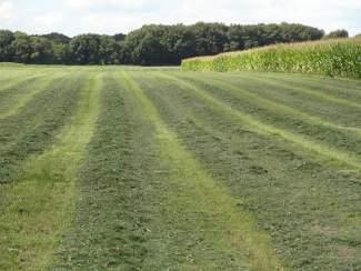 Onkruidbestrijding in weiland heeft een positieve invloed op de kwaliteit van het gras omdat er in gras meer energie, eiwit en structuur zit dan in onkruid.