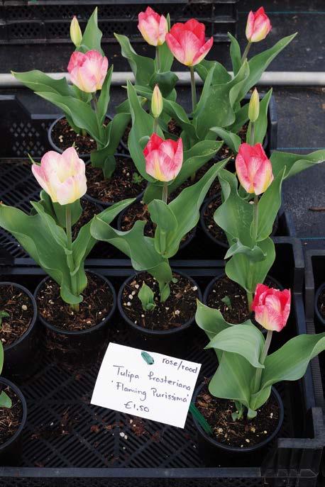 Liefhebbers uit binnen- en buitenland komen naar de kwekerij van Arjan om planten aan te schaffen.