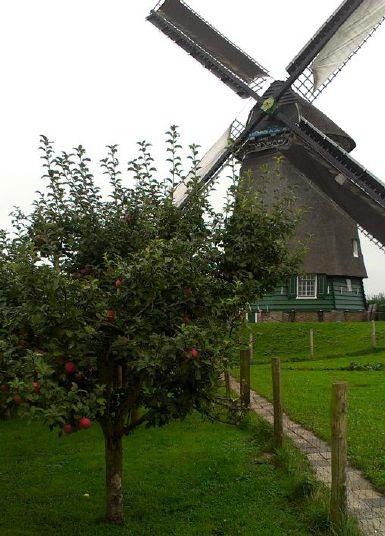 traditiegetrouw 2 van de 4 witte zeilen verwisseld voor bruine,