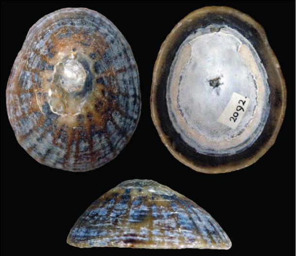 De fossiele schelpen van de Nederlandse kust II. Determinatiesleutel voor Patellogastropoda en Vetigastropoda-I (april 2011). Frank P.