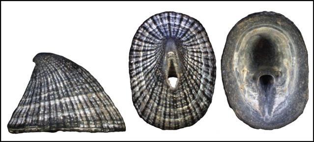 Emarginula crassa crassa Sowerby, 1813 L 55 mm. Zeer grote kapvormige schelp met zeer veel fijne radiale ribjes.