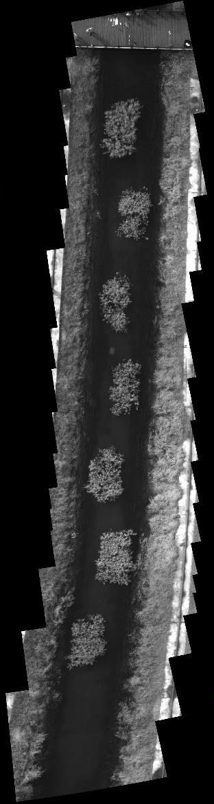 Beneden: NDVI 705 nm-index De vervolgstap is om vegetatietypen en wellicht individuele plantensoorten te herkennen op basis van de hyperspectrale opnames, wat niet eenvoudig is.