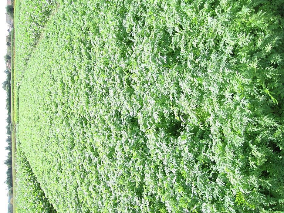 6.3 Bladrijke groenbedekkers 6.3.1 Facelia (Phacelia tanacetifolia) Facelia behoort tot de bosliefjesfamilie en is zeer populair als groenbedekker, voornamelijk in rotaties met groentegewassen.