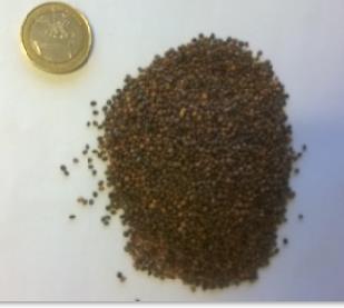 6.3.6 Zwaardherik (Eruca vesicaria) Zwaardherik wordt vaak ingezet in mengsels voor biofumigatie.