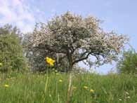 erfgoed benadrukt. Oude hoogstamboomgaarden worden hersteld en zowel landbouwers als particulieren planten opnieuw hoogstambomen aan.