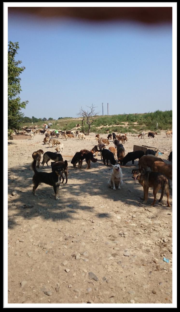 300 honden leven op een groot veld, de voormalige vuilnisbelt.