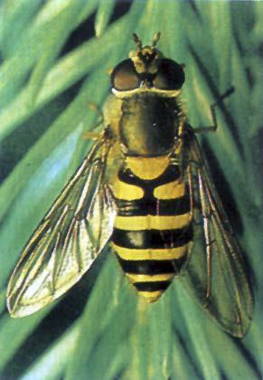 15 Zweefvlieg eze zweefvlieg ziet er net zo uit als een wesp. Een wesp kan steken, een zweefvlieg niet. Wat is het voordeel voor de zweefvlieg om er net zo uit te zien als een wesp?