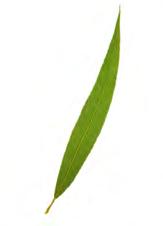 De onderdelen van het blad zijn: bladschede met eventuele steunblaadjes bladsteel bladschijf Bladeren hebben de meest uiteenlopende vormen.