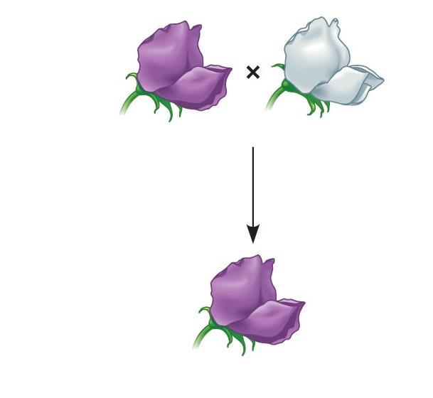 AllelP: paarse kleur, Dominant Allel p: Witte kleur: recessief Genotype: PP Homozygoot Dominant Kleur paars