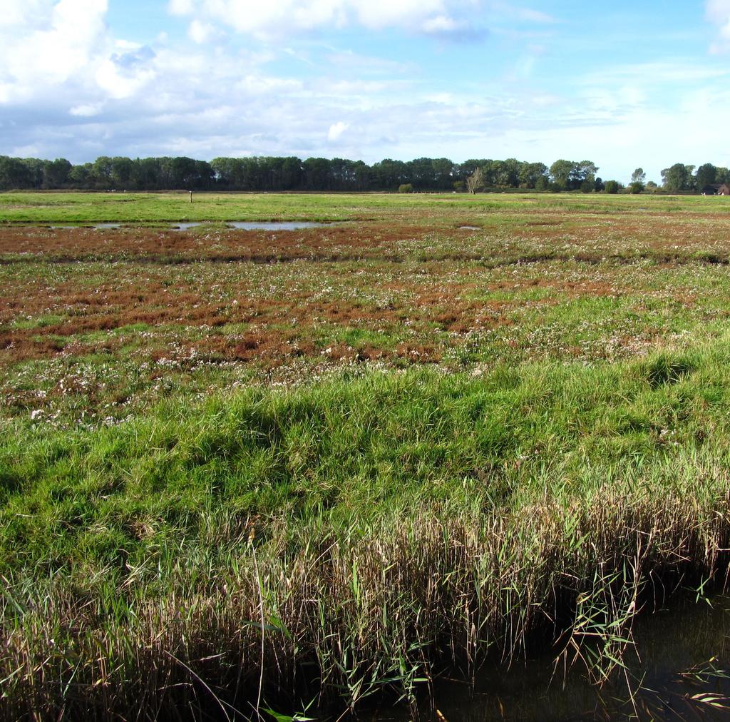 Lokalisering van de zilte habitattypes in de regio polders in West-Vlaanderen en het