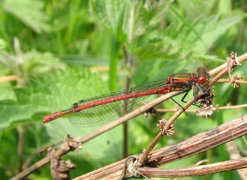 Vuurjuffer Pyrrhsma nymphula eerste waarneming 18 april aantal 23 laatste