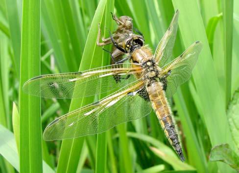 Viervlek Libellula quadrimaculata eerste waarneming 15 mei aantal 9 laatste