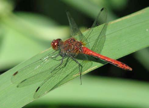 KREEKPUTTEN/PANNEWEEL Bledrde heidelibel Sympetrum sanguineum eerste waarneming 11 juli aantal 12