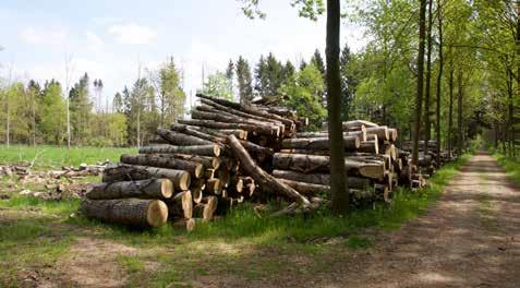 000 leden met een gezamenlijke oppervlakte bos van 55.000 hectare. Dat maakt van de bosgroepen een van de belangrijkste spelers inzake bosbeheer in Vlaanderen. Meer informatie of lid worden?