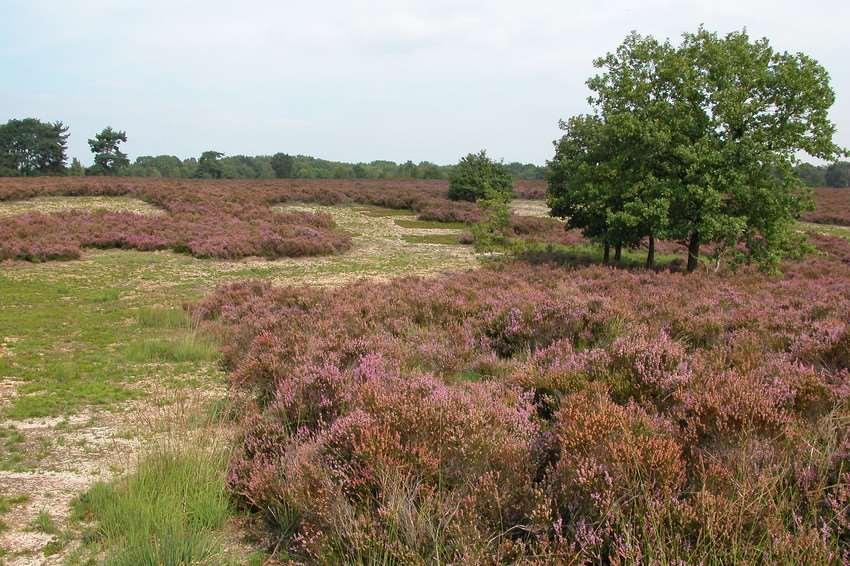 droge heide: beheer richt zich op depositie vanuit de lucht beperken inwaai