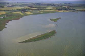 Van soorten als Kuifeend, Meerkoet en Tafeleend, waarvoor het IJmeer is aangewezen onder de Vogelrichtlijn, zijn de effecten van de aanleg van IJburg duidelijk meetbaar (zie figuur 8.3).