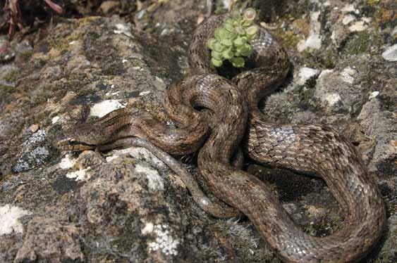 Girondische gladde slang (Coronella girondica) dan Dalmatische kielhagedis. Die laatste stemt dan weer beter overeen met het Engels.