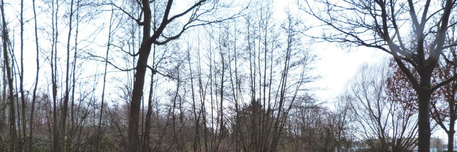 Hakhout noordwestrand plangebied, kijkrichting naar zuidoosten,