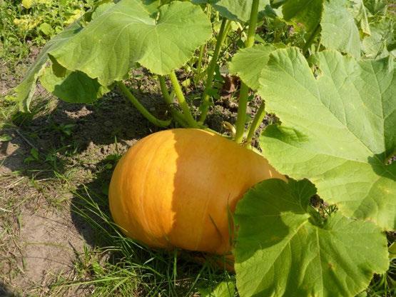 Starten met een moestuin