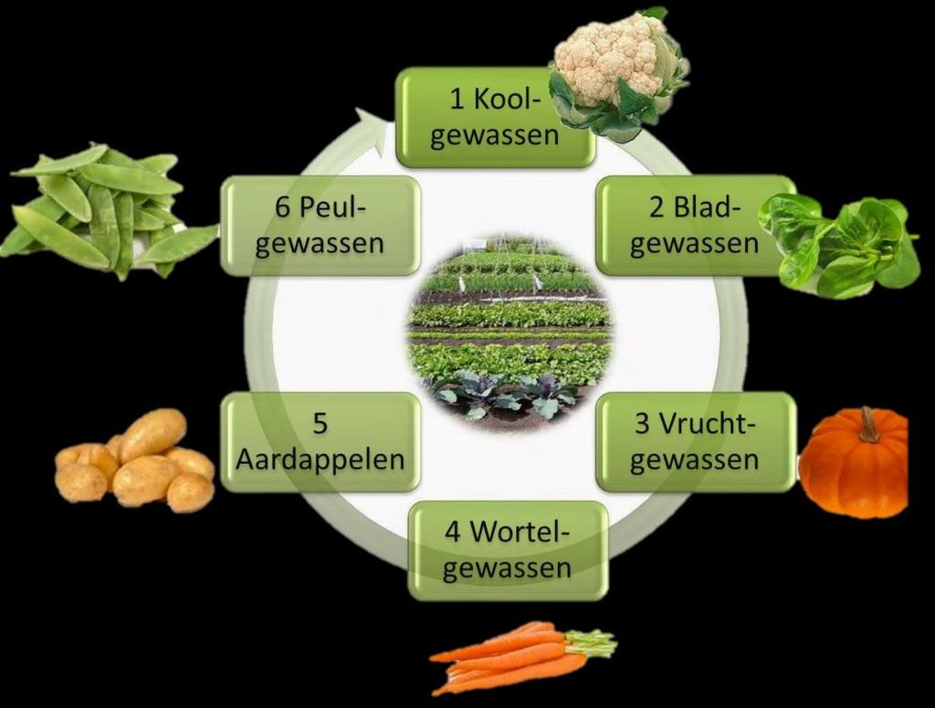 Vruchtwisseling Vruchtwisseling is een planmatige roulatie van teelten door je moestuin,