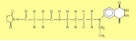AcuStar Chemieluminescentie reactie O O NH CO 2 - NH H 2 O 2 CO 2 - R (CH 2 ) 4