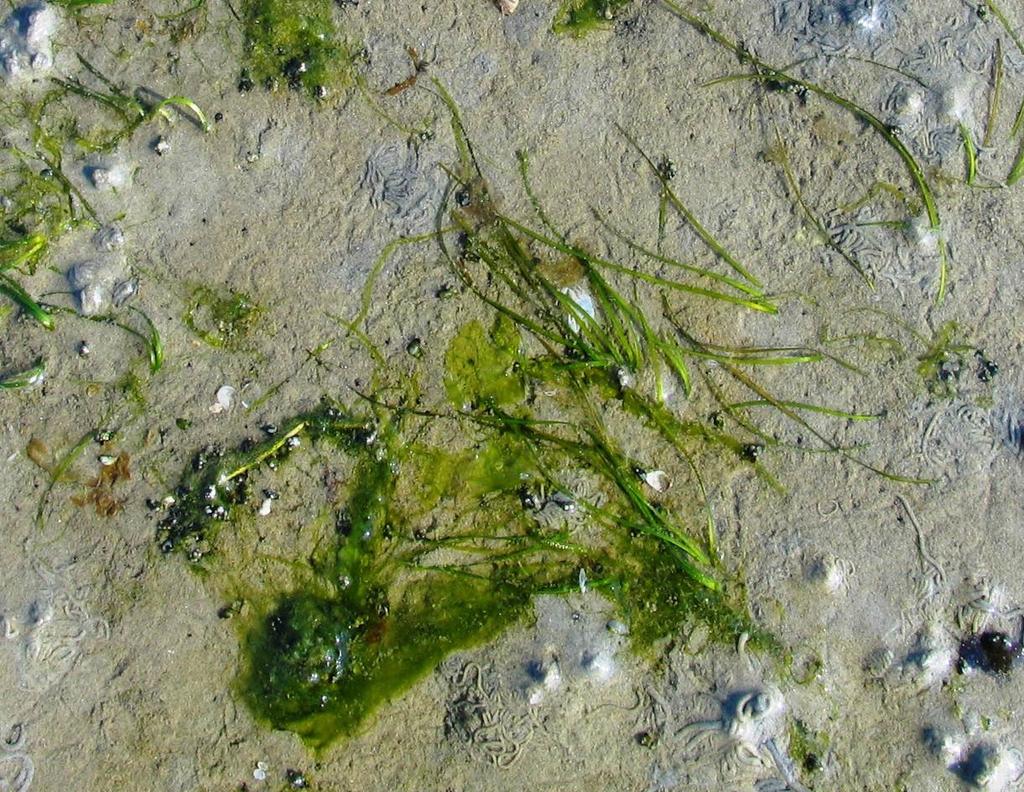 Foto 3: DM08: darmwier rondom jonge zeegrasscheuten in plot 9 2.