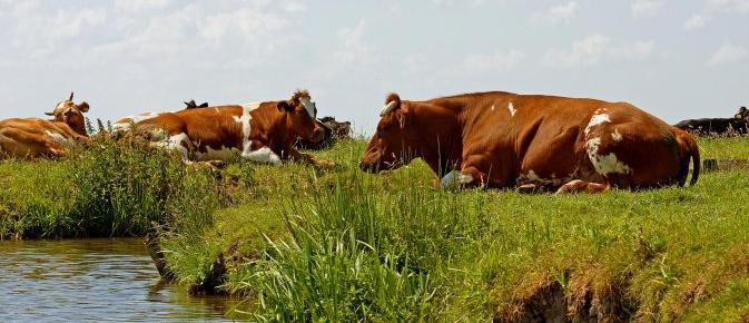 Productie van Mest in Nederland Aantal dieren in Nederland Nederland (x miljoen) 2009 2011 2020 (verwacht) Melkvee 1,49 1,47 1,60 Varkens 7,10 7,10 7,10 Pluimvee 99,10 98,90 98,90 Schapen