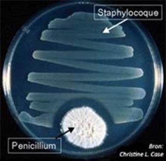 Antibiotica Penicilline (928) Natuurlijk product - Penseelschimmel