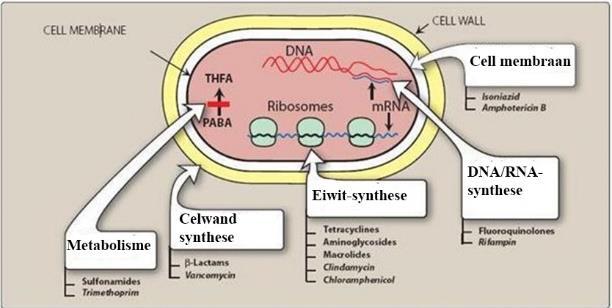 Antibiotica Werking