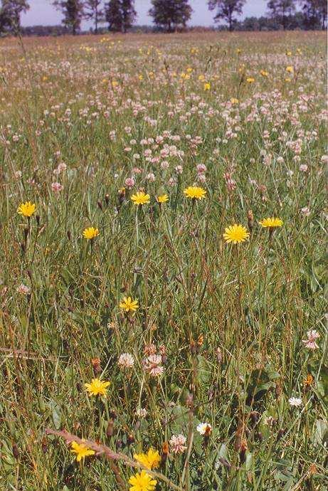 Biodiverse hoogproductieve percelen hebben een fijne menging van enkele grassoorten waaronder een groot aandeel goede grassen' (engels raaigras, beemdgrassen, timoteegras, beemdlangbloem) met hier en