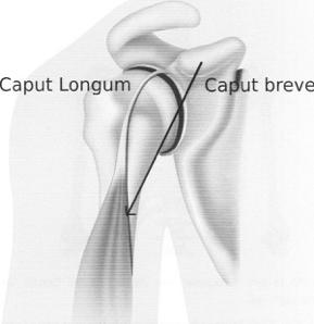 Shoulder Joint 4) M. BICEPS BRACHII 0. Caput longum (lange kop): tuberculum supraglenoidale Caput breve (korte kop): processus coracoideus 1. Tuberositas radii F.