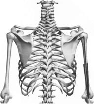 5) M. TRICEPS BRACHII 0. Caput longum (lange kop): tuberculum infraglenoidale Caput mediale (binnenste kop): mediale zijde humerus Caput laterale (buitenste kop): laterale zijde humerus 1.