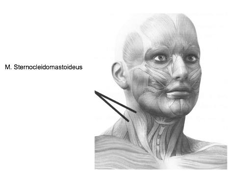 BESPREKING VAN DE SKELETSPIEREN Tijdens de bespreking van de skeletspieren zal voor de spiernaam telkens de term musculus (spier) worden geplaatst. Vanaf nu vervangen we deze term door de afkorting M.