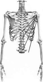 De M. Latissimus dorsi heeft een nogal complexe en fel verspreide oorsprong (zie tabel).