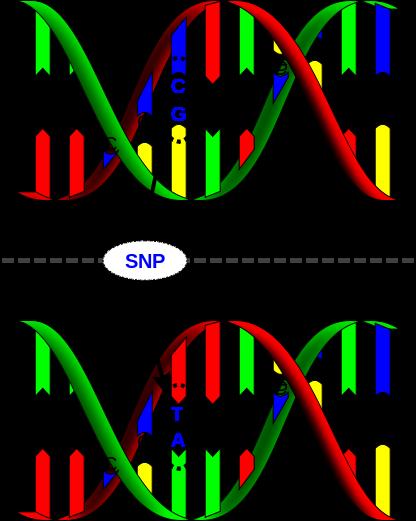 Single nucleotide polymorphisms (SNPs) SNIPs Single nucleotide polymorphisms (SNPs)