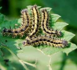 graslanden) De blauwe vlinders zijn de mannetjes en de bruine de